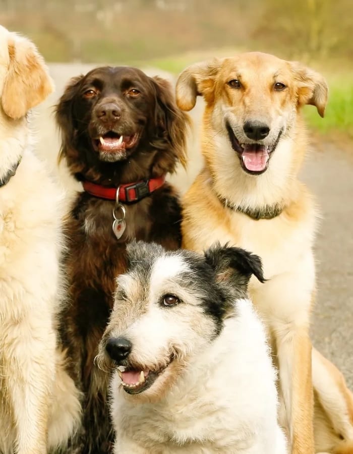 Beautiful dog portrait — DashBoo is made for dogs like yours